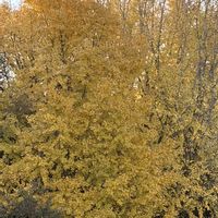 イチョウ,イチョウ,花壇,ガーデニング,山野草の画像