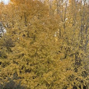 イチョウ,イチョウ,花壇,ガーデニング,山野草の画像