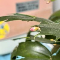 シャコバサボテン,シャコバサボテンの画像