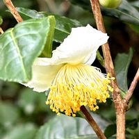 ドウダンツツジ,モミジバフウ,チャノキ,寒椿(カンツバキ),ヒドリガモ.の画像