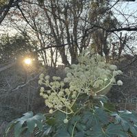 ダリア,ダリア,ヤツデ,ヤツデ,グリーンアイスの画像