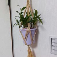 セッコクデンドロビゥム,和室の画像