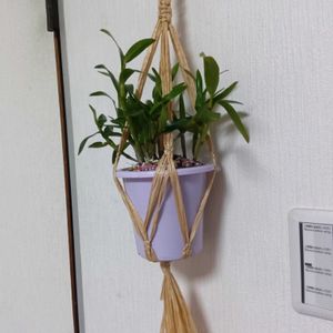 セッコクデンドロビゥム,和室の画像