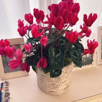 ハイビスカス,赤い花,可愛い,花のある暮らし,リビング窓辺の画像