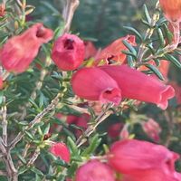 エリカ,エリカ クリスマスパレード,花壇,ガーデニング,山野草の画像