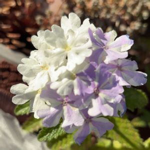 花のある暮らし,GSに感謝。,花友さんに感謝❤️,小さな庭,ベランダの画像