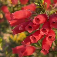 エリカ,エリカ クリスマスパレード,花壇,ガーデニング,山野草の画像