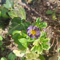 プリムラの画像