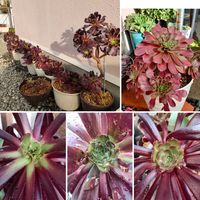 ミセバヤ,黒法師,カシミアバイオレット,センポニウム  シエナ,多肉植物の画像