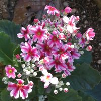 プリムラ マラコイデスの画像