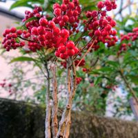 マンリョウ,万両,花のある暮らし,可愛い実,お散歩道の画像