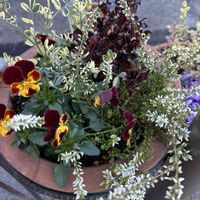 冬のお花の寄せ植え,花が好き,無農薬❤家庭菜園,野菜が好きの画像
