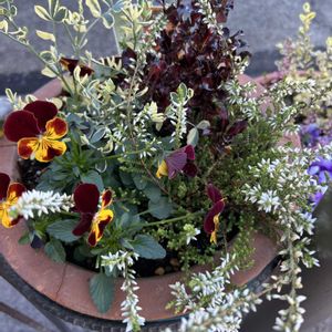 冬のお花の寄せ植え,花が好き,無農薬❤家庭菜園,野菜が好きの画像