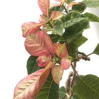 プリンセチア,チーム愛知,おうち園芸,２０２０年５月同期の画像