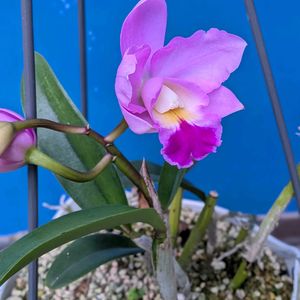 カトレア,スマホ撮影,蘭,棚の画像