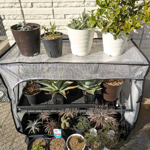 温室,今日の一枚,アガベ属,冬越し,おうち園芸の画像