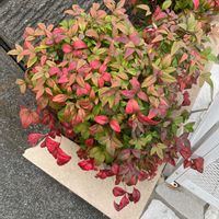 オタフクナンテンの画像