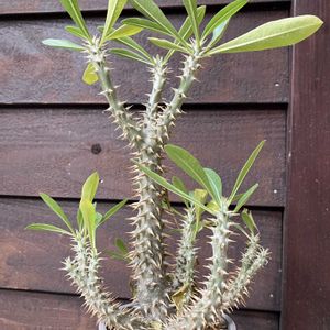 パキポディウム,パキポディウム・ホロンベンセ,多肉植物,塊根植物,コーデックスの画像