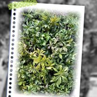 クリスマスローズの画像