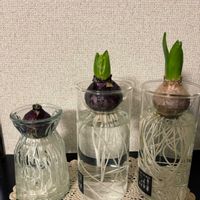 ヒヤシンス,水耕栽培,可愛い,花のある暮らし,千葉県の画像