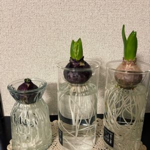 ヒヤシンス,水耕栽培,可愛い,花のある暮らし,千葉県の画像