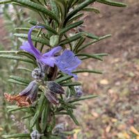 ローズマリー,ローズマリー,直立性,畑の画像