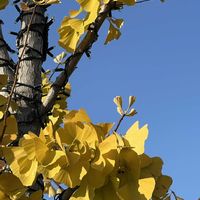 イチョウの画像