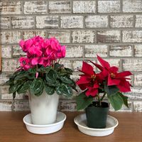 シクラメン,ポインセチア,小学校の画像