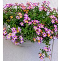 ジャメスブリテリア,PW ジャメス　ブリティニア,ガーデニング,マイガーデン,可愛い〜♡の画像