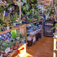 多肉植物,ウラボシ科,ビカクシダ属,食中植物,塊根の画像