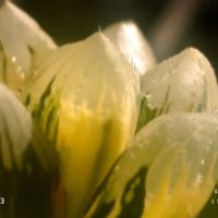赤い鳥,ハオルチア属,多肉ちゃん,ボタニカルライフ,ベランダーの画像