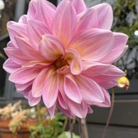 皇帝ダリア,ダリアの画像