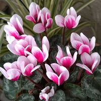 多肉植物,ベランダガーデン,多肉初心者,癒し,鉢花の画像