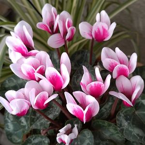 多肉植物,ベランダガーデン,多肉初心者,癒し,鉢花の画像