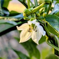 ピーマン,野菜の花,山野草好き,おうち園芸,２０２０年５月同期の画像