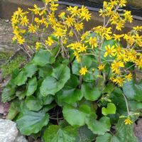 ツワブキ,ほのかな香り,昔懐かしい,チーム新潟,お出かけ先の画像