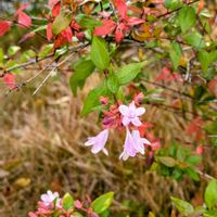 アベリアの画像