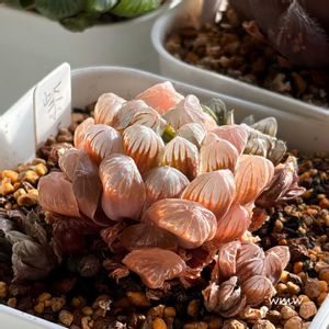 紫オブツーサ,紫オブツーサ,ハオルチア属,癒される,no green no lifeの画像