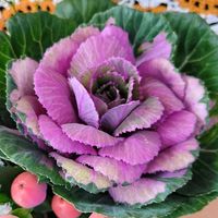 ヒペリカム,葉牡丹,ポインセチア　クリスマスマウス,北海道,寒冷地の画像