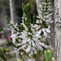 アセビ,ガーデンシクラメン,エリカ クリスマスパレード,山野草,季節のお花の画像