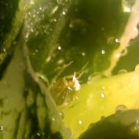 裏般若錦,ハオルチア属,多肉ちゃん,ボタニカルライフ,ベランダーの画像