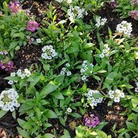 アリッサム,花壇,武器ではなく花を,花咲く乙女たち♡,庭の画像