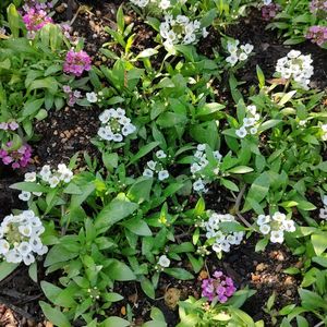 アリッサム,花壇,武器ではなく花を,花咲く乙女たち♡,庭の画像