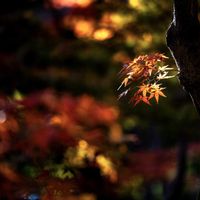 イロハモミジの画像