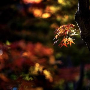 イロハモミジの画像