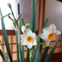 スイセンの画像