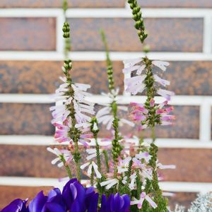 エリカ,次々に咲きそう♡,玄関アプローチの画像