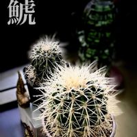 サボテン,金鯱,エキノカクタス属,ちっちゃいものクラブ,サボ萌えの画像