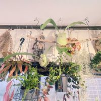 ビカクシダ ネザーランド,観葉植物,お手入れ, コウモリラン , ビカクシダの画像