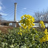 菜の花,うぬき橋！,写真撮影,ウォーキング,伊勢崎西部公園の画像